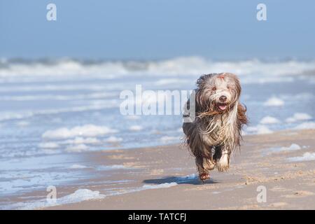 Esecuzione di barbuto Collie Foto Stock