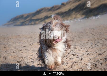 Esecuzione di barbuto Collie Foto Stock