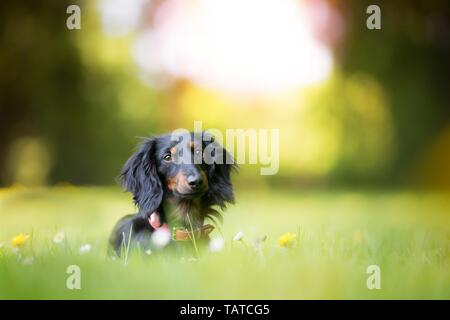 Longhaired Bassotto ritratto Foto Stock