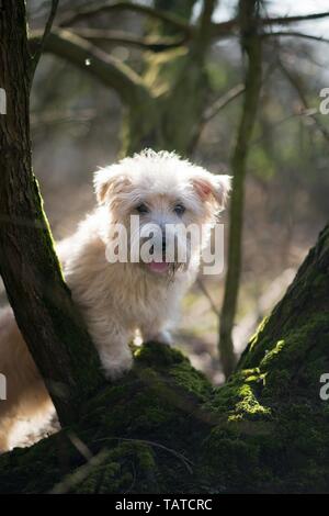 Irish Glen of Imaal Terrier Foto Stock