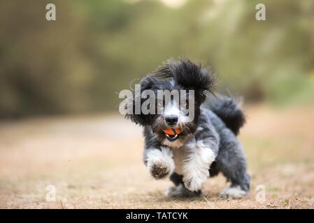 Riproduzione di Havanese Foto Stock