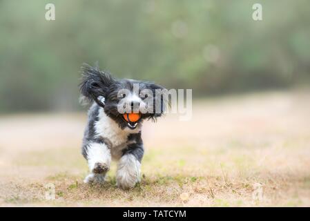 Riproduzione di Havanese Foto Stock