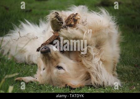 Riproduzione di Golden Retriever Foto Stock