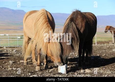 Cavalli islandesi Foto Stock