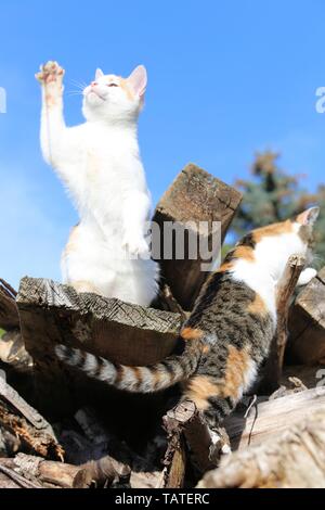 giovani gatti Foto Stock