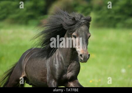 American miniatura cavallo ritratto Foto Stock