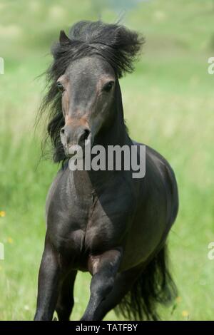 American miniatura cavallo ritratto Foto Stock