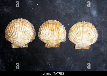 Conchiglie (ocean shell) su uno sfondo scuro. La texture di conchiglie (ocean shell) . Copia dello spazio. Foto Stock