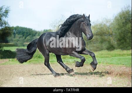 Al galoppo cavallo Frisone Foto Stock