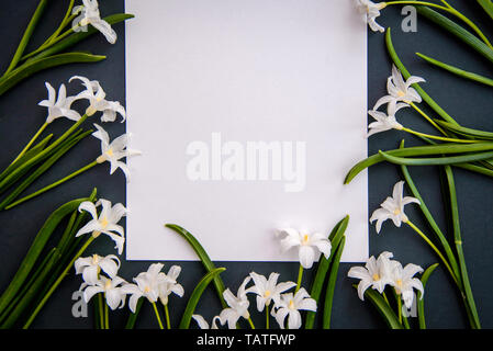 Piccoli e bianchi fiori di primavera Chionodoxa e un pezzo di carta su uno sfondo verde scuro con spazio di copia Foto Stock