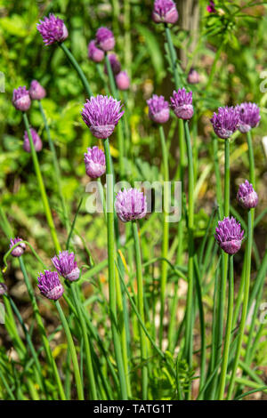 Fioritura di aglio in un orto Foto Stock