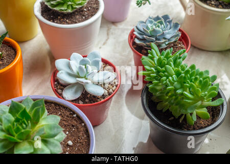 Varietà di piante succulente in vasi differenti Foto Stock