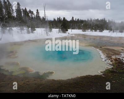 Colorato Silex la molla nella parte inferiore Geyser Basin del Parco Nazionale di Yellowstone con neve e alberi sempreverdi in background. Foto Stock