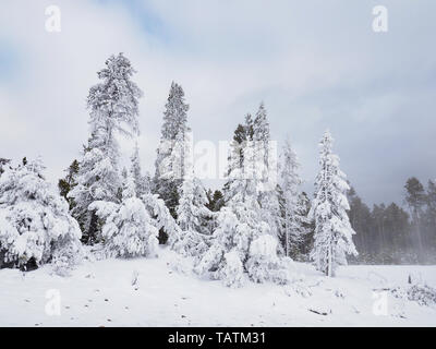 Coperta di neve alberi sempreverdi nel Parco Nazionale di Yellowstone e il vapore che sale da una caratteristica termica nella parte inferiore Geyser Basin. Foto Stock