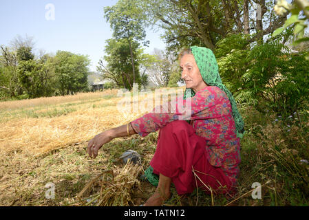 Donna anziana agricoltore in appoggio in agriturismo Foto Stock