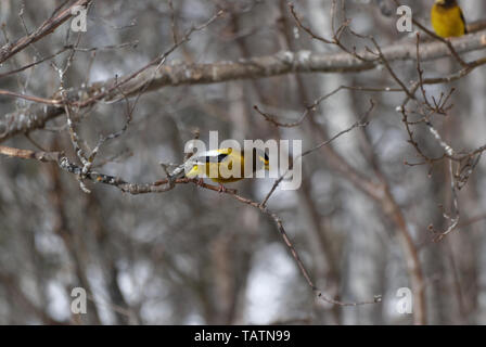 Un maschio di sera (Grosbeak Coccothraustes vespertinus) arroccato in una struttura ad albero Foto Stock