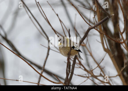 Un maschio di sera (Grosbeak Coccothraustes vespertinus) arroccato in una struttura ad albero Foto Stock