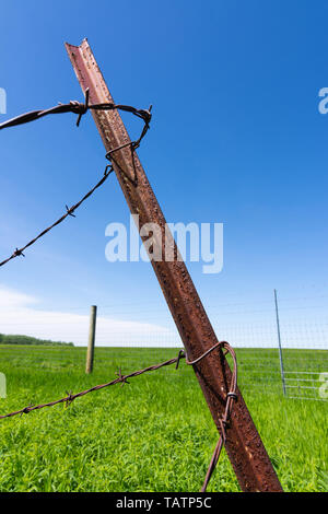 Arrugginita filo spinato con campo di verde e di blu del cielo in background. Foto Stock