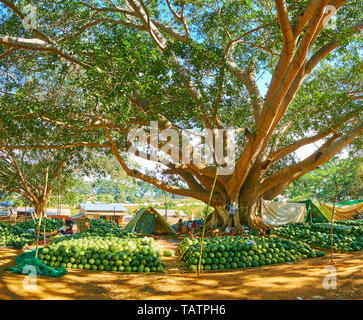 PINDAYA, MYANMAR - 19 febbraio 2018: i grandi cumuli di Bright Green cocomeri sotto il vecchio diffusione banyan tree nel giardino della città, in Febbraio Foto Stock