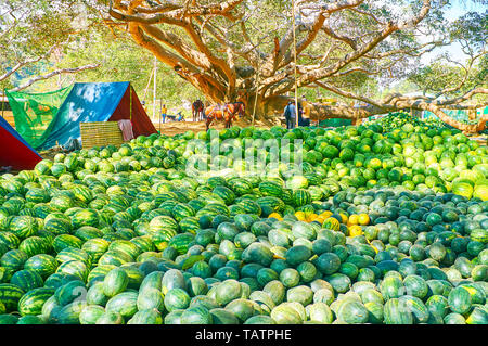 Il vicolo ombreggiato del banyan garden sono un luogo perfetto per mantenere i cocomeri in ombra e frescura, Pindaya mercato della frutta, Myanmar. Foto Stock