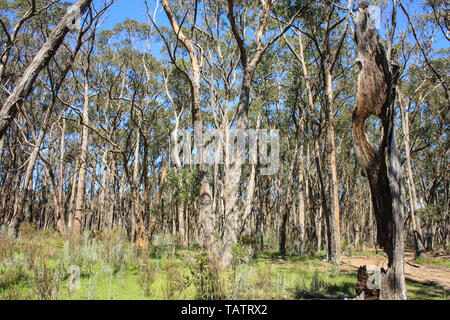 Vecchi alberi di gomma nei pressi di Adelaide, Australia del Sud Foto Stock