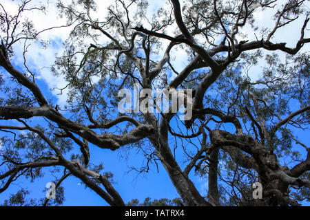 Cerca fino in corrispondenza di un albero di eucalipto e cielo blu vicino a Adelaide, Australia del Sud Foto Stock