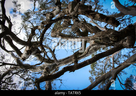 Cerca fino in corrispondenza di un albero di eucalipto e cielo blu vicino a Adelaide, Australia del Sud Foto Stock