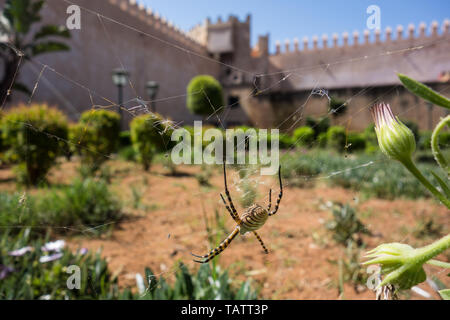 Close-up di una vespa spiter, Argiope bruennichi, seduto sul suo sito web con il muro di fortificazione e giardino nel centro storico della città di Rabat, Marocco Foto Stock