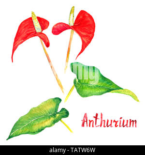 Anthurium (tailflower, flamingo fiore, laceleaf) fiori di colore rosso e verde chiaro lascia il gruppo isolato, dipinte a mano illustrazione ad acquerello con inscript Foto Stock