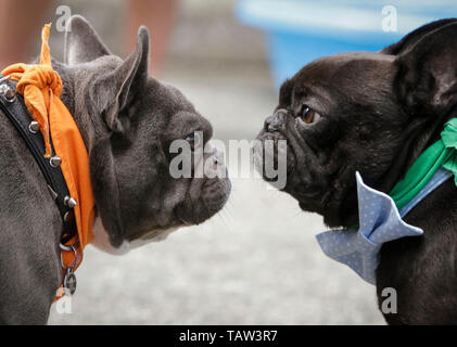 (190528) -- Pechino, 28 maggio 2019 (Xinhua) -- Due bulldogs interagiscono tra di loro durante un bulldog gara a Hastings Racecourse in Vancouver, Canada, 26 maggio 2019. Circa 60 bulldogs hanno gareggiato in pista per i premi in denaro e onore della domenica, dando dei calci a fuori il cane Giorni di estate serie a Hastings Racecourse. (Xinhua Liang/Sen) Foto Stock