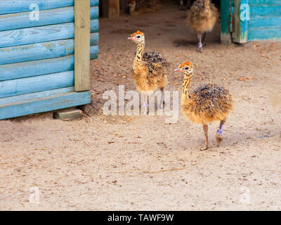 Little fluffy pulcini ostrichs passeggiate intorno al cortile di fattoria con curiosità. Foto Stock