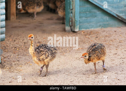 Little fluffy pulcini ostrichs passeggiate intorno al cortile di fattoria con curiosità. Foto Stock