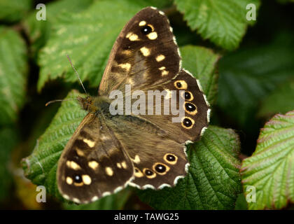 Chiazzato di legno con Butterfly Wings esteso, assorbe il calore del sole in una radura del bosco. Foto Stock