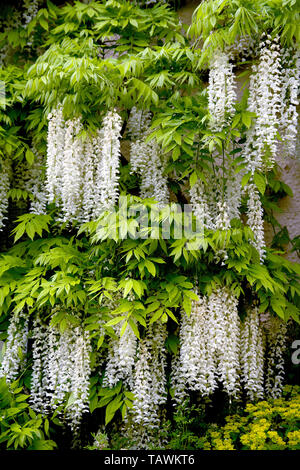 Wisteria bianca che scende giù un muro di cottage nel Somerset rurale, Regno Unito. Foto Stock