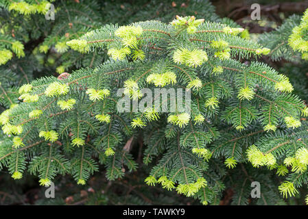 Giovani aghi di Abies nordmanniana noto anche come Nordmann abete o abete del Caucaso. I nuovi aghi sono di un colore verde tenero in primavera Foto Stock