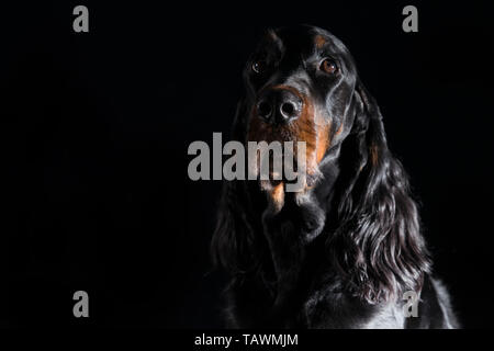 Gordon setter cane su sfondo nero Foto Stock