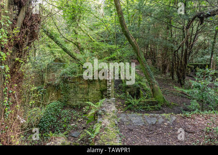 Serre, Baron Hill House, Beaumaris, Anglesey Regno Unito - mansion di Samuel Wyatt per Bulkeley famiglia, abbandonato a causa di morte precoce fiscale 20C Foto Stock