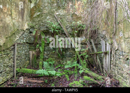 Serre, Baron Hill House, Beaumaris, Anglesey Regno Unito - mansion di Samuel Wyatt per Bulkeley famiglia, abbandonato a causa di morte precoce fiscale 20C Foto Stock