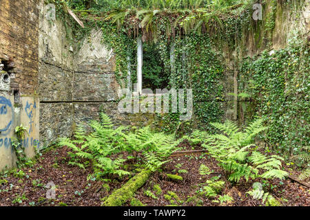 Serre, Baron Hill House, Beaumaris, Anglesey Regno Unito - mansion di Samuel Wyatt per Bulkeley famiglia, abbandonato a causa di morte precoce fiscale 20C Foto Stock