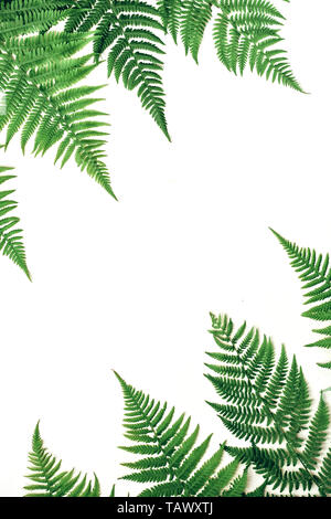 Layout creativo fatto di tropicali colorati di foglie di felce su sfondo bianco. Estate minima nozione esotici con copia spazio. Foto Stock