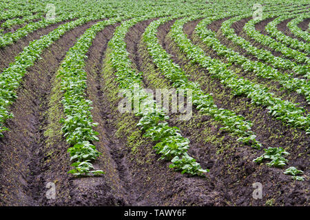 Giovani del raccolto di patate su un modello di nervature curve e solchi di un umico campo di sabbia Foto Stock