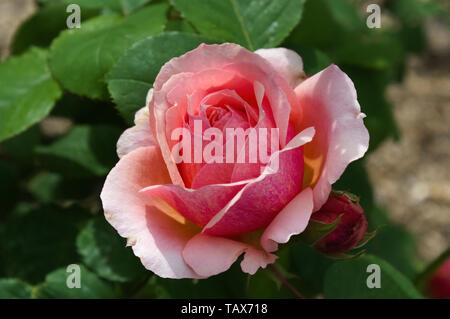 Rosa Acropolis Foto Stock