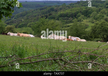 Mandria di mucche in appoggio su pascolo in estate. Foto Stock