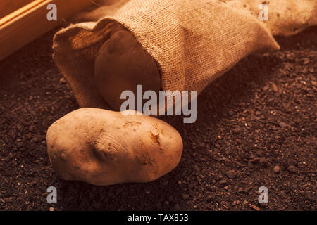 Pila di organico di tubero di patata rizoma sul terreno, appena raccolti cresciuti localmente il concetto di cibo Foto Stock