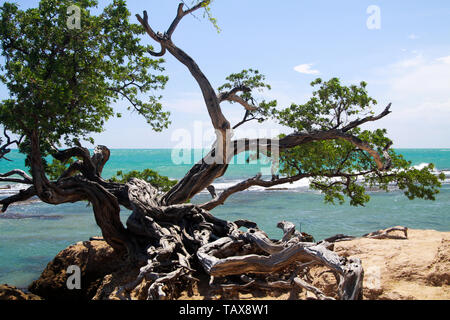 Twisted crooked tree sul suolo roccioso nella parte anteriore del turchese wild ocean con schiuma bianca delle onde - Giamaica Foto Stock