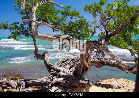 Twisted crooked tree sul suolo roccioso nella parte anteriore del turchese wild ocean con schiuma bianca delle onde - Giamaica Foto Stock