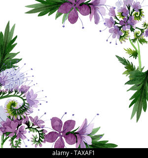 Violetta phaselia foral fiori botanica. Wild molla a balestra di fiori selvaggi isolati. Acquerello illustrazione dello sfondo impostato. Disegno ad acquerello fashion aqu Foto Stock