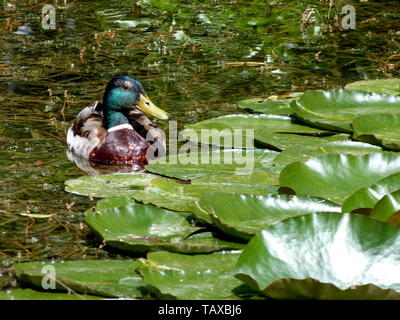 Laghetto in giardino con lonely germano reale in uno splendido piumaggio Foto Stock