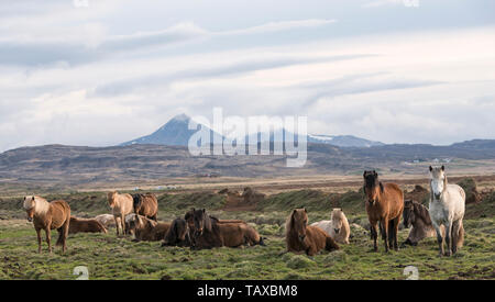 Un allevamento di cavalli islandesi nella campagna di nord-ovest dell'Islanda, inizio su una mattina di primavera Foto Stock