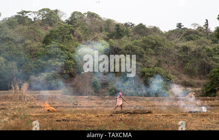Un indiano agricoltore femmina bruciare le stoppie in un campo dopo il raccolto in Goa, India. Foto Stock